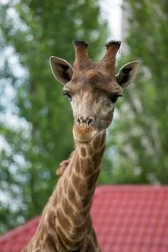 Giraffe head closeup Stock Photos