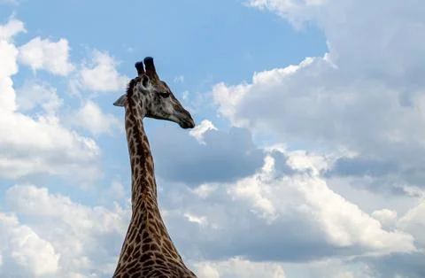 Giraffe with head in the cloud filled sky Stock Photos