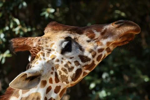 Giraffe head diagonal Stock Photos