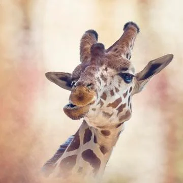 Giraffe head digital painting Stock Illustration
