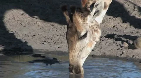 Giraffe Head Drinking Water - 720 Stock Footage 20505020