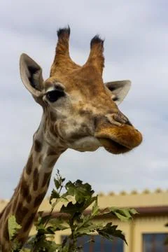Giraffe head, eat leaf Stock Photos