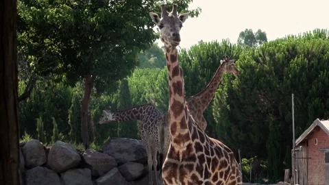 Giraffe Head Eating From Tree 스톡 동영상 167100912