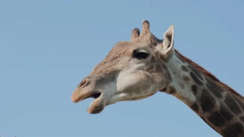 Giraffe head in the enclosure Stock Footage 160342874