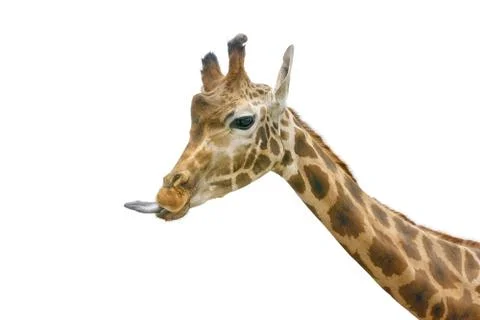 Giraffe head face Stock Photos