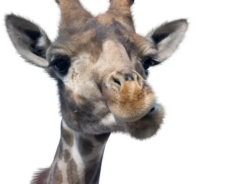 Giraffe head face Stock Photos