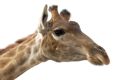Giraffe head face Stock Photos