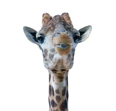 Giraffe head face Stock Photos