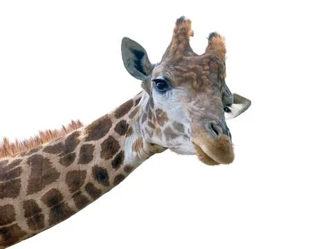 Giraffe head face Stock Photos