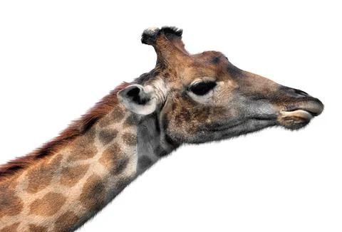 Giraffe head face Stock Photos
