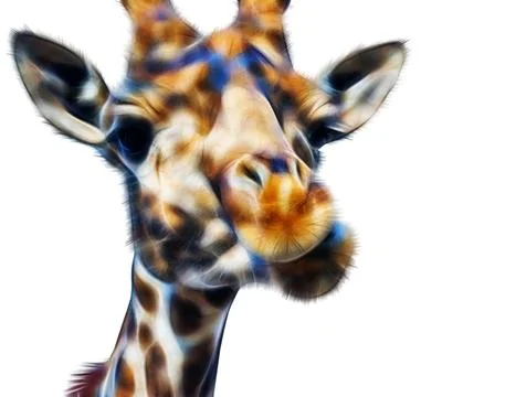 Giraffe head face Stock Photos