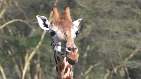Giraffe head Vídeos de archivo 22323365