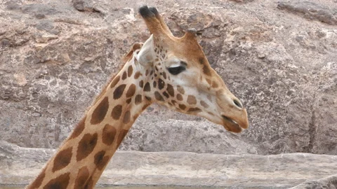 Giraffe head Stock Footage 195718520