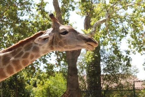 Giraffe head in the foreground Stock Photos