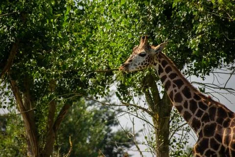 Giraffe Head in Front of Trees Stock Photos