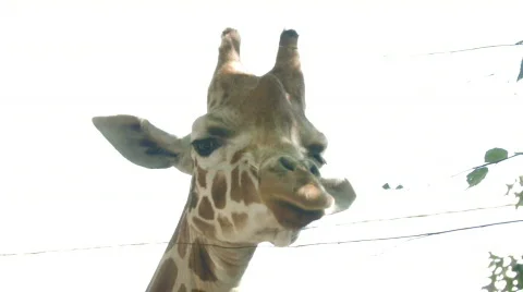 Giraffe head hdf Stock Footage 660429