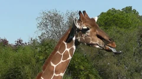 Giraffe Head I Stock Footage 12700600