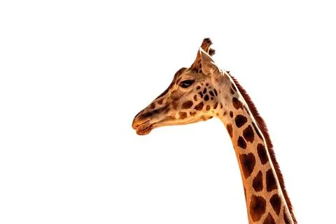 Giraffe head isolated on white background, ZOO Liberec, Czech Republic Stock Photos