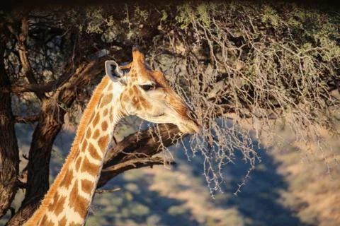 Giraffe head level with the treetop, Namibia, Okapuka Ranch, afternoon, Stock Photos
