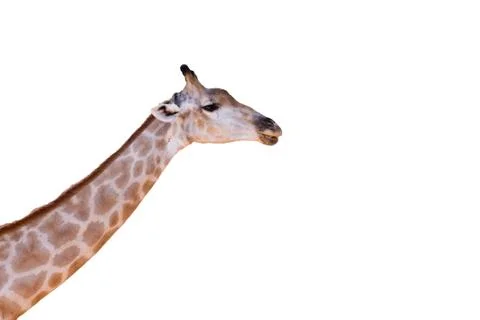 Giraffe head neck isolated on white background Stock Photos