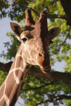 Giraffe head Photos