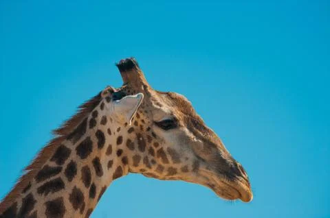 Giraffe head Stock Photos