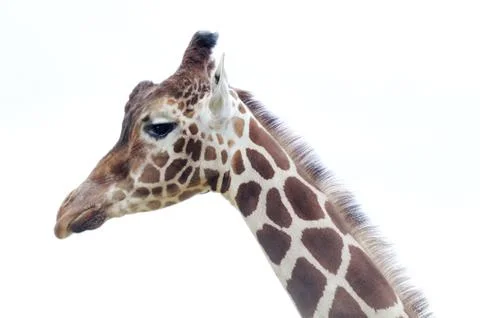 Giraffe head Stock Photos
