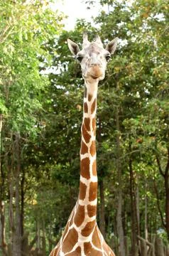 Giraffe head Foto stock