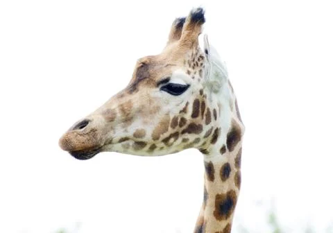 Giraffe head Stock Photos