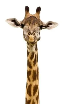 Giraffe head Stock Photos