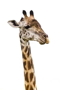 Giraffe head Stock Photos