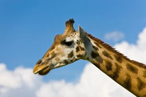 Giraffe head Stock Photos