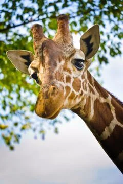 Giraffe head Foto stock