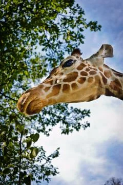 Giraffe head Stock Photos