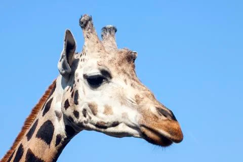 Giraffe head Stock Photos