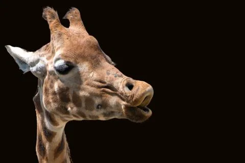 Giraffe head Stock Photos