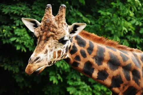 Giraffe head Stock Photos
