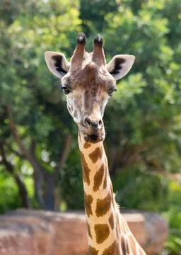 Giraffe head Stock Photos