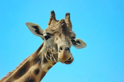 Giraffe head Stock Photos