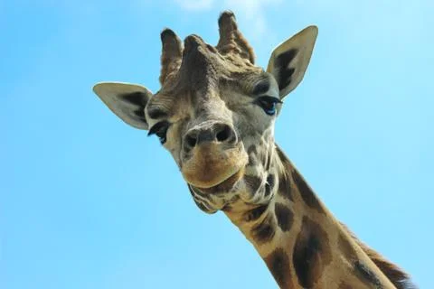 Giraffe head 스톡 사진