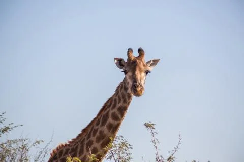 Giraffe head on Foto stock