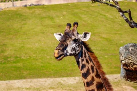 Giraffe head portrait Foto stock