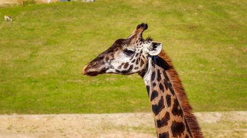 Giraffe head portrait Stock Photos