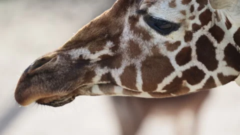 Giraffe head in profile with characteristic brown and white spotted fur looking Stock Footage 325220512