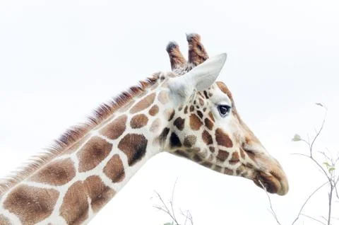 Giraffe head profile Stock Photos