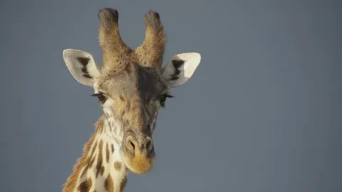 Giraffe head shot Stock Footage 143695447