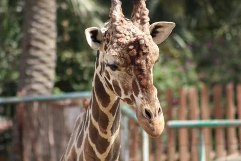 Giraffe head shot Stock Photos