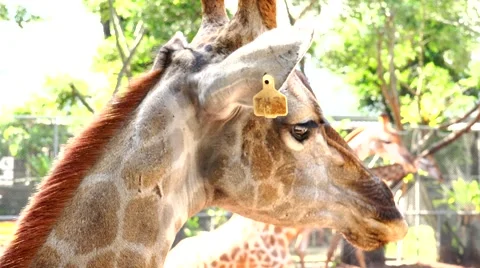 Giraffe head side view. Stock Footage 48558863