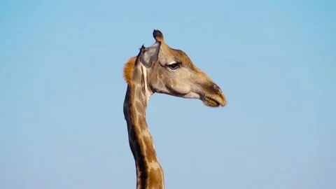 Giraffe head on sky background, slow motion Stock Footage 117167438