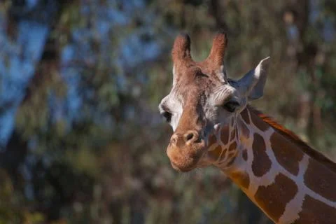 Giraffe head straight on Stock Photos